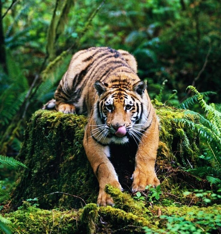 Bengal Tiger