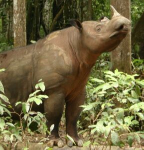 Sumatran Rhinoceros