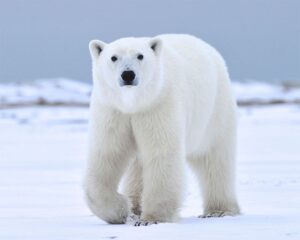 Polar Bear