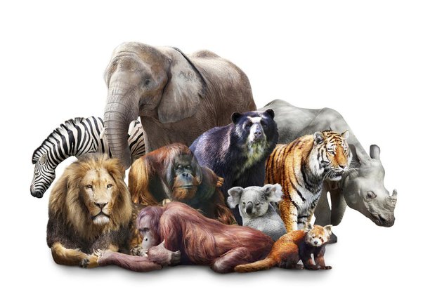 Endangered Animals