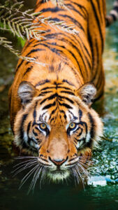 Bengal Tiger